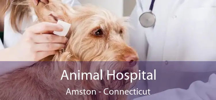 Animal Hospital Amston - Connecticut