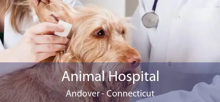 Animal Hospital Andover - Connecticut