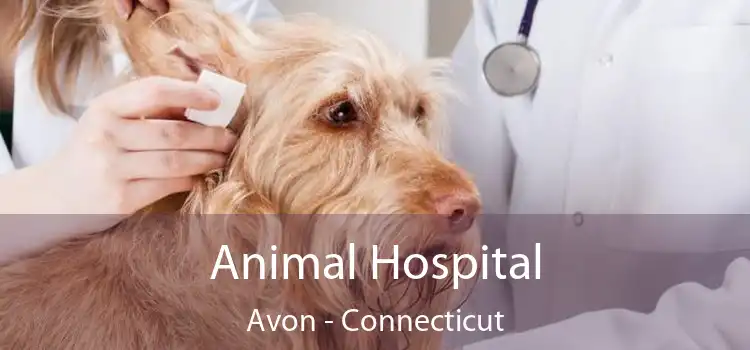 Animal Hospital Avon - Connecticut