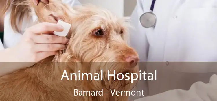 Animal Hospital Barnard - Vermont