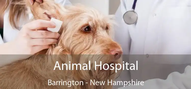 Animal Hospital Barrington - New Hampshire