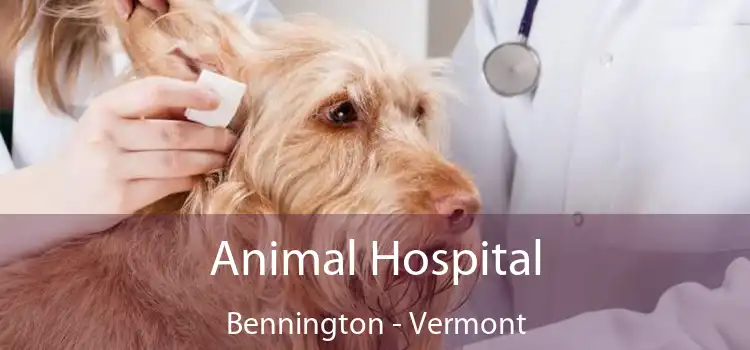 Animal Hospital Bennington - Vermont