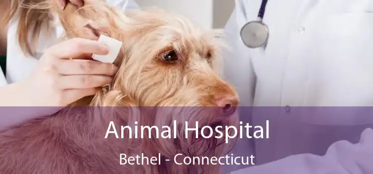 Animal Hospital Bethel - Connecticut