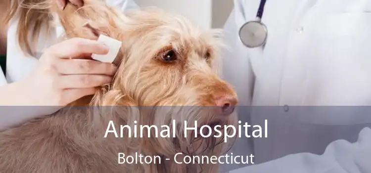 Animal Hospital Bolton - Connecticut