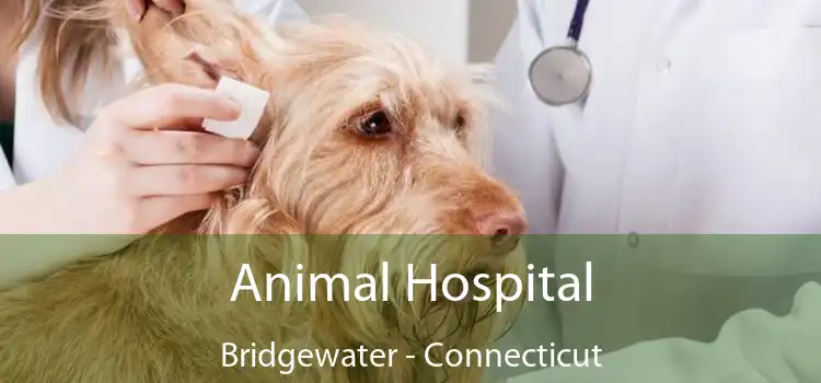 Animal Hospital Bridgewater - Connecticut