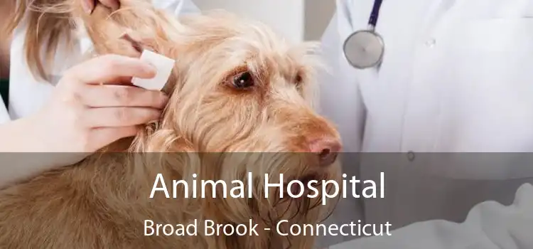 Animal Hospital Broad Brook - Connecticut