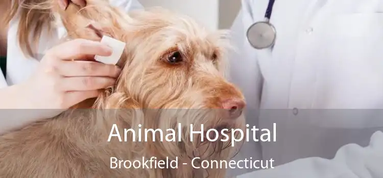 Animal Hospital Brookfield - Connecticut