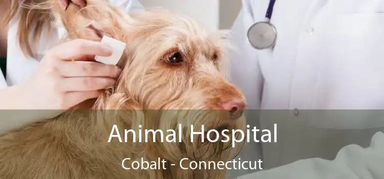 Animal Hospital Cobalt - Connecticut