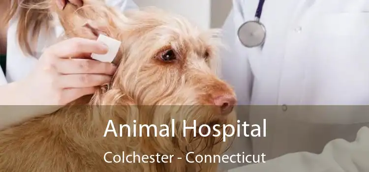 Animal Hospital Colchester - Connecticut