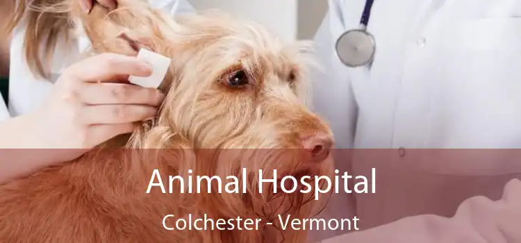 Animal Hospital Colchester - Vermont