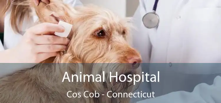 Animal Hospital Cos Cob - Connecticut