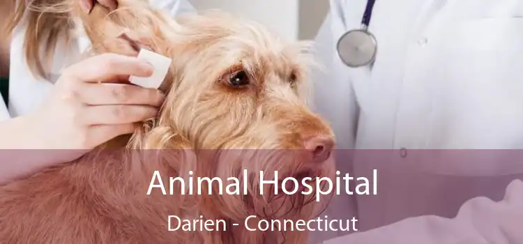 Animal Hospital Darien - Connecticut