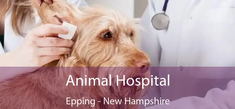 Animal Hospital Epping - New Hampshire