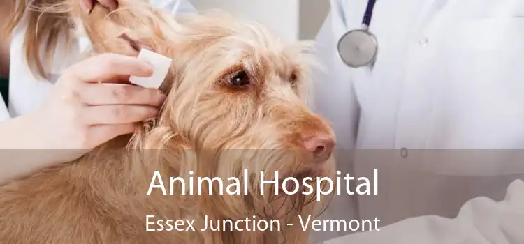 Animal Hospital Essex Junction - Vermont