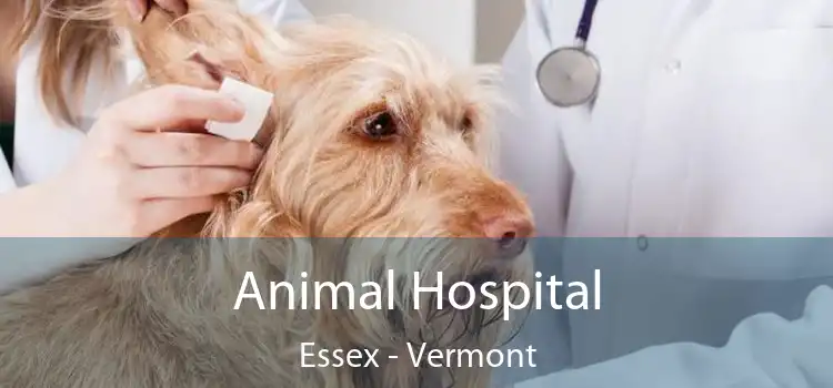 Animal Hospital Essex - Vermont