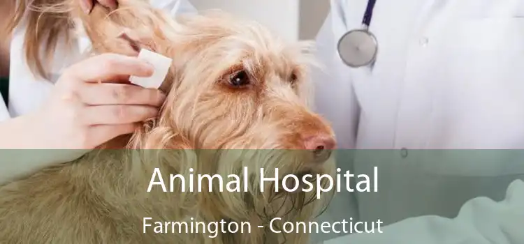 Animal Hospital Farmington - Connecticut