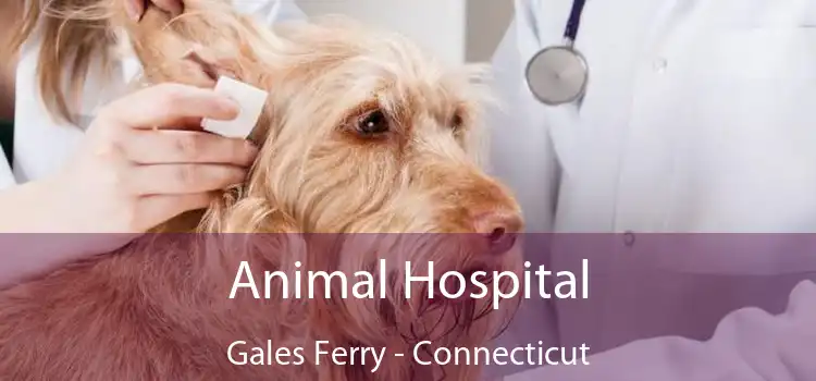 Animal Hospital Gales Ferry - Connecticut