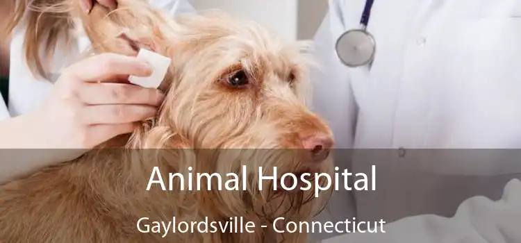 Animal Hospital Gaylordsville - Connecticut