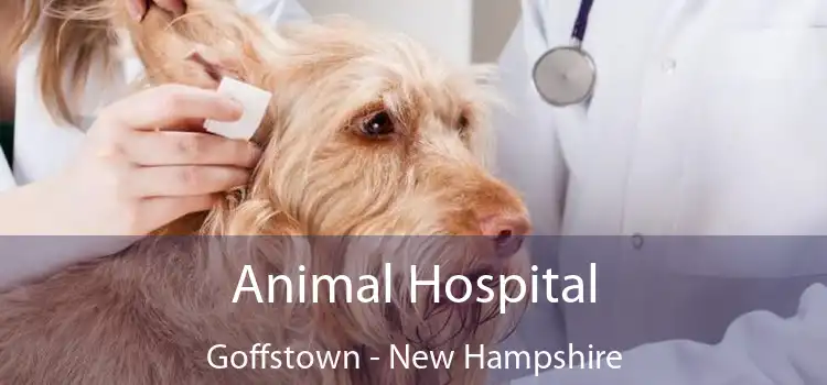 Animal Hospital Goffstown - New Hampshire