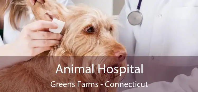 Animal Hospital Greens Farms - Connecticut