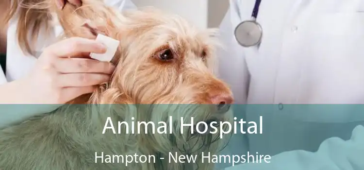 Animal Hospital Hampton - New Hampshire