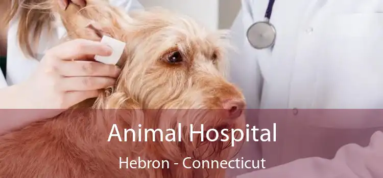 Animal Hospital Hebron - Connecticut