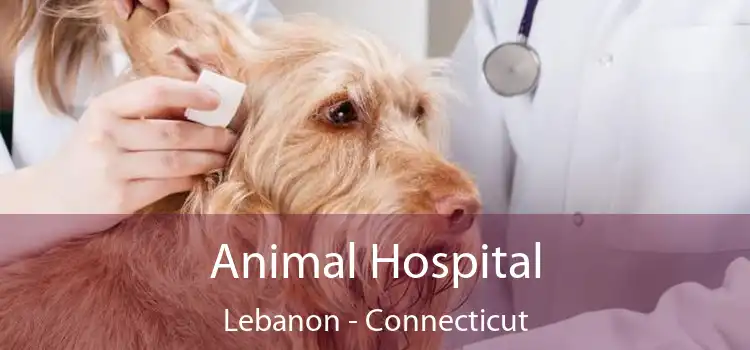 Animal Hospital Lebanon - Connecticut