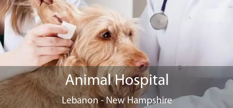 Animal Hospital Lebanon - New Hampshire