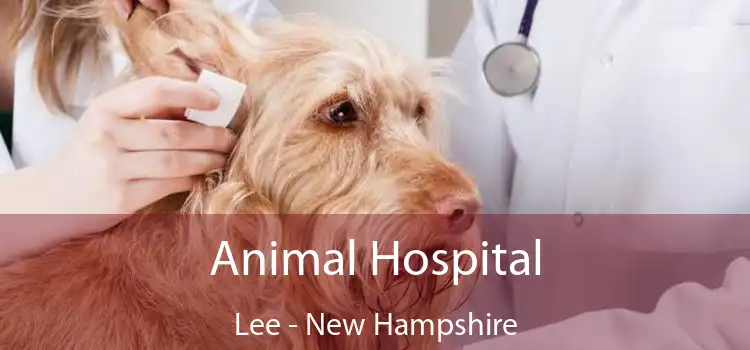 Animal Hospital Lee - New Hampshire