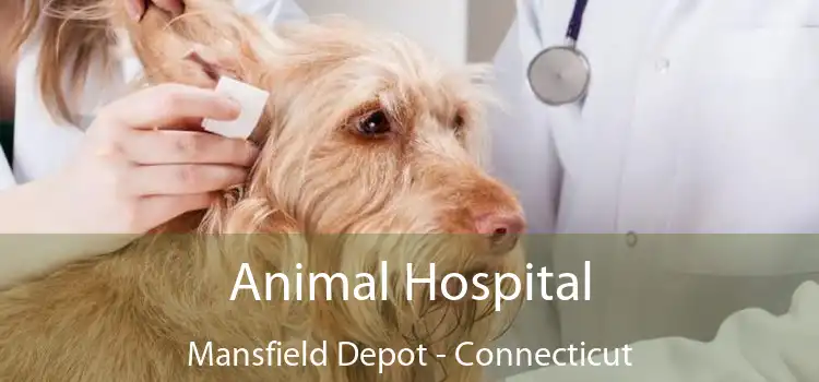 Animal Hospital Mansfield Depot - Connecticut