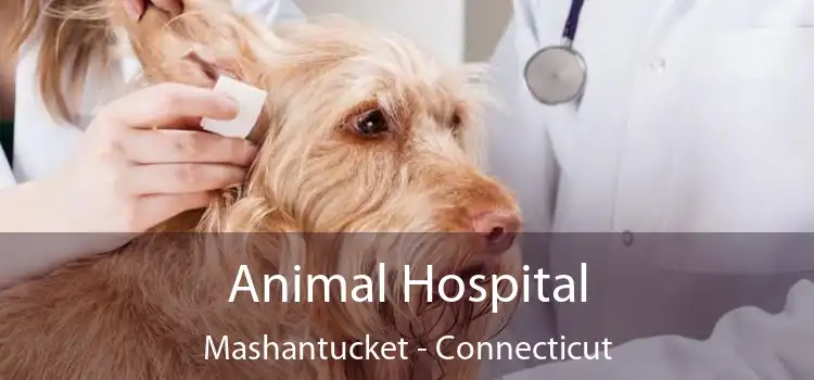 Animal Hospital Mashantucket - Connecticut