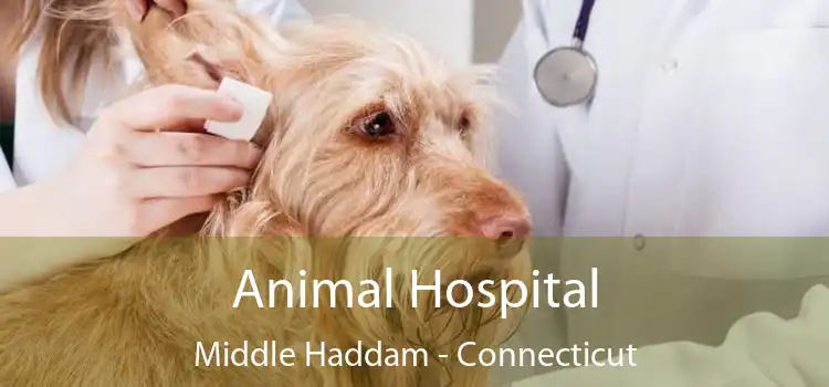 Animal Hospital Middle Haddam - Connecticut