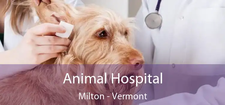 Animal Hospital Milton - Vermont