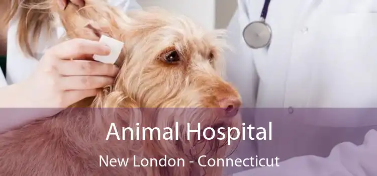 Animal Hospital New London - Connecticut