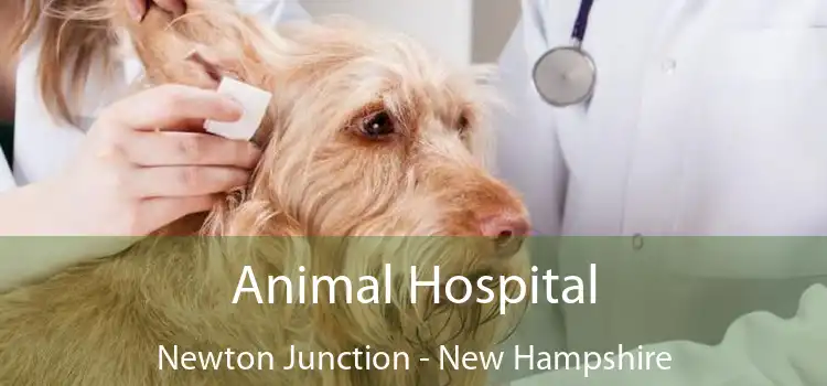 Animal Hospital Newton Junction - New Hampshire