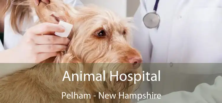 Animal Hospital Pelham - New Hampshire