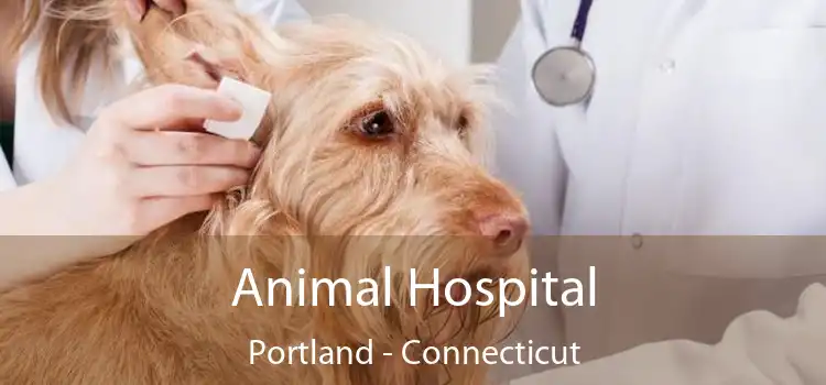 Animal Hospital Portland - Connecticut