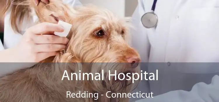 Animal Hospital Redding - Connecticut