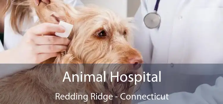 Animal Hospital Redding Ridge - Connecticut