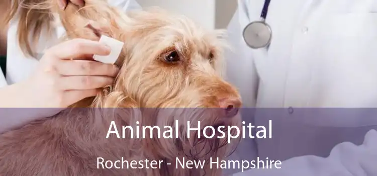 Animal Hospital Rochester - New Hampshire