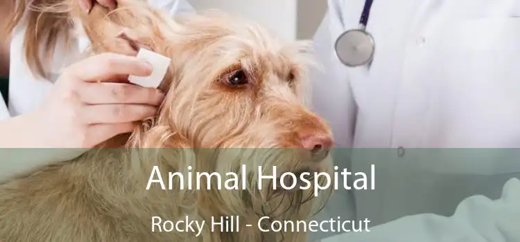 Animal Hospital Rocky Hill - Connecticut