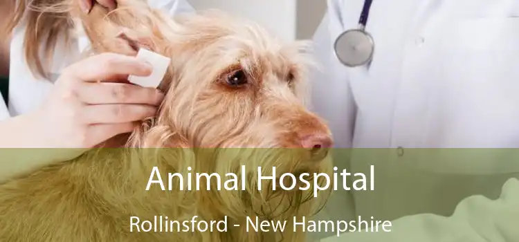 Animal Hospital Rollinsford - New Hampshire