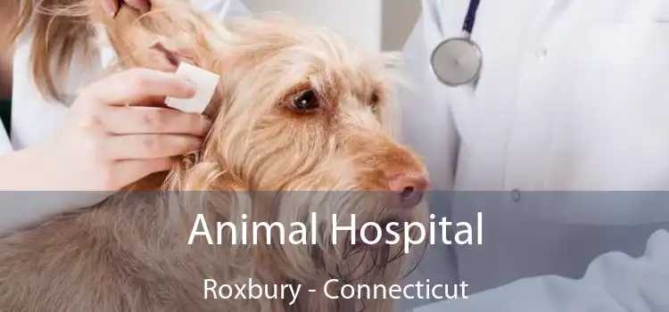 Animal Hospital Roxbury - Connecticut