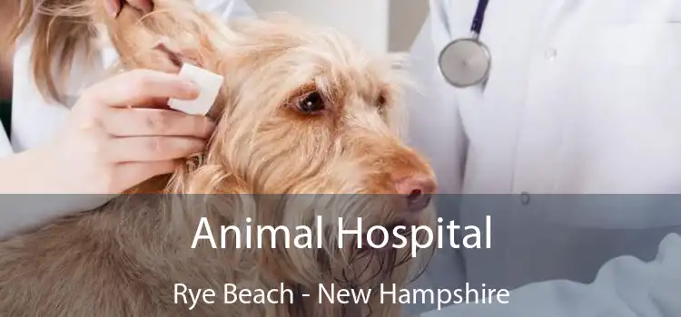 Animal Hospital Rye Beach - New Hampshire