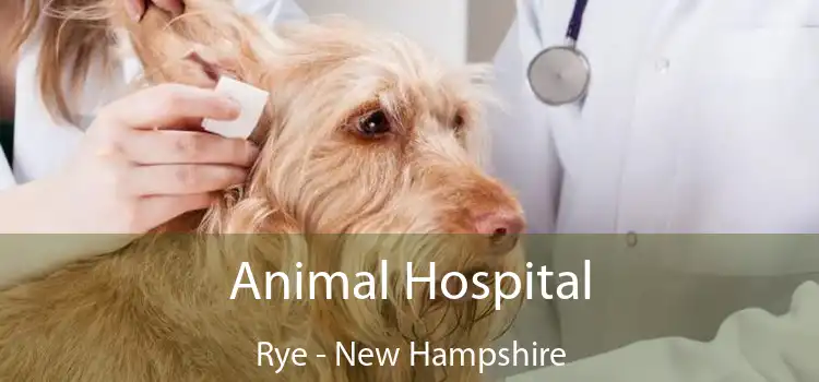 Animal Hospital Rye - New Hampshire