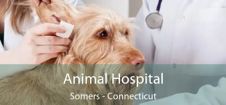 Animal Hospital Somers - Connecticut