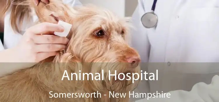 Animal Hospital Somersworth - New Hampshire