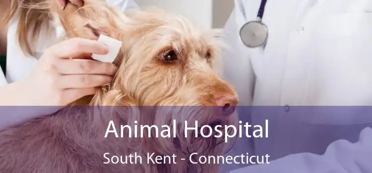 Animal Hospital South Kent - Connecticut