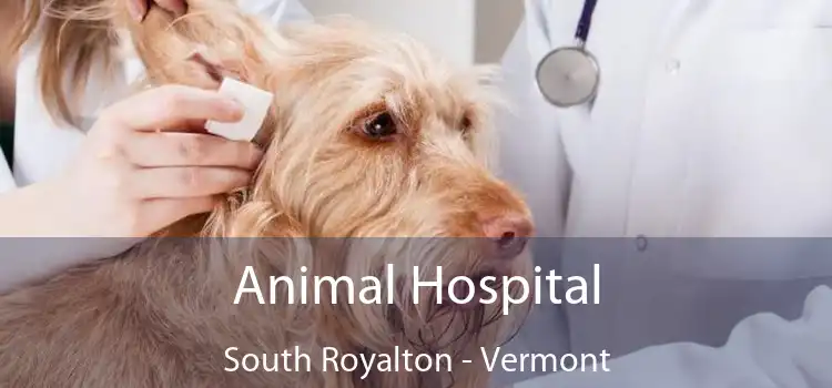 Animal Hospital South Royalton - Vermont