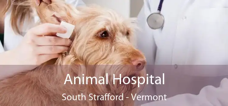 Animal Hospital South Strafford - Vermont